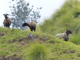 Sheep up near base of cinder cone